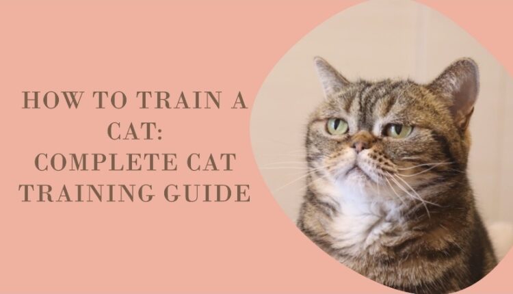 Cat Training