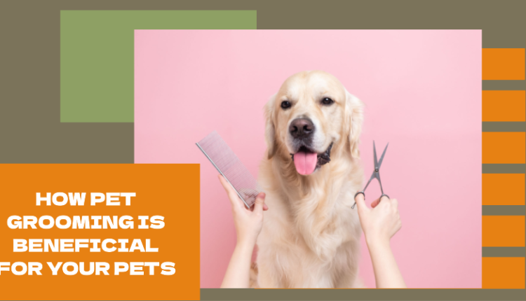 Pet Grooming